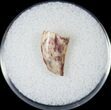 Bargain Raptor Tooth From Morocco - #14417-1